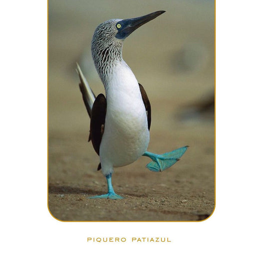 Blue-footed Booby Earrings by Pi Project